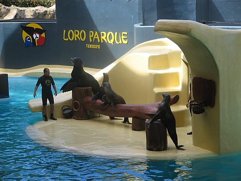 Foto Loro Parque - Puerto de la Cruz